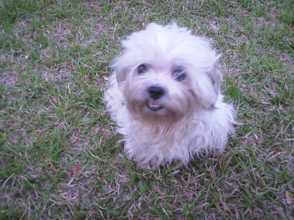 How to Take Care of Your Pregnant Shih Tzu PetHelpful