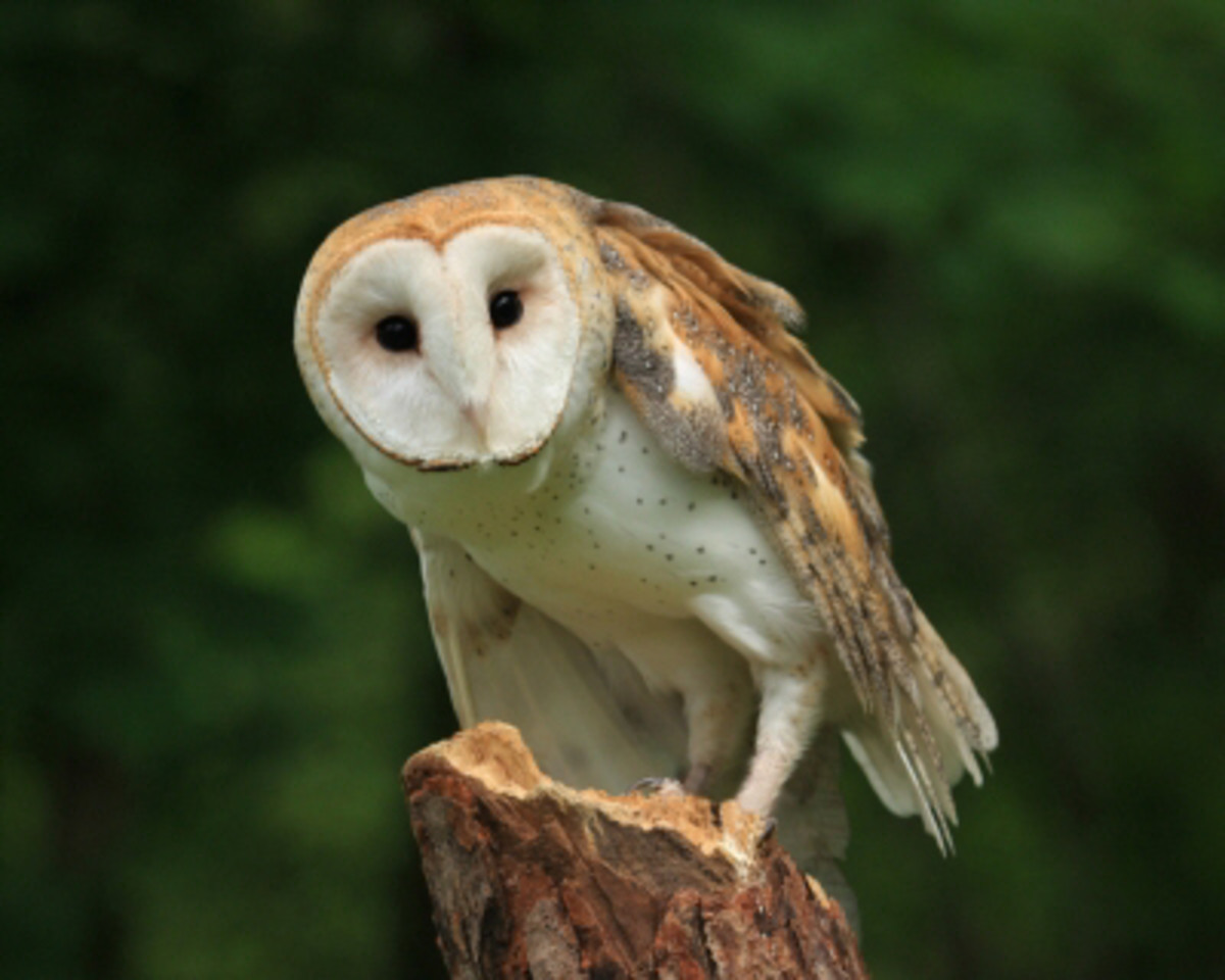 Owl What Does It Mean When Truth, Power, and Wisdom Visits You HubPages
