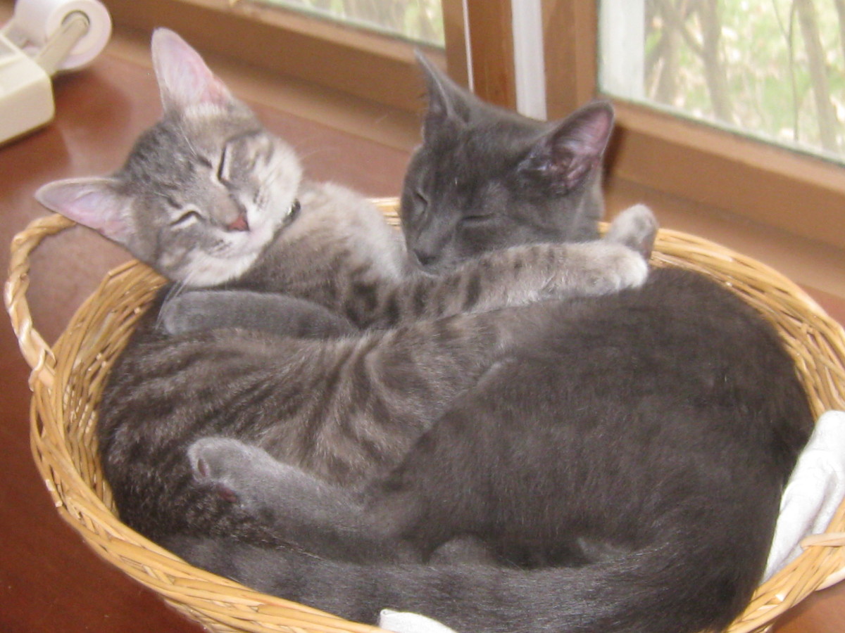 How to Choose a Cat Who Will Kill Mice PetHelpful