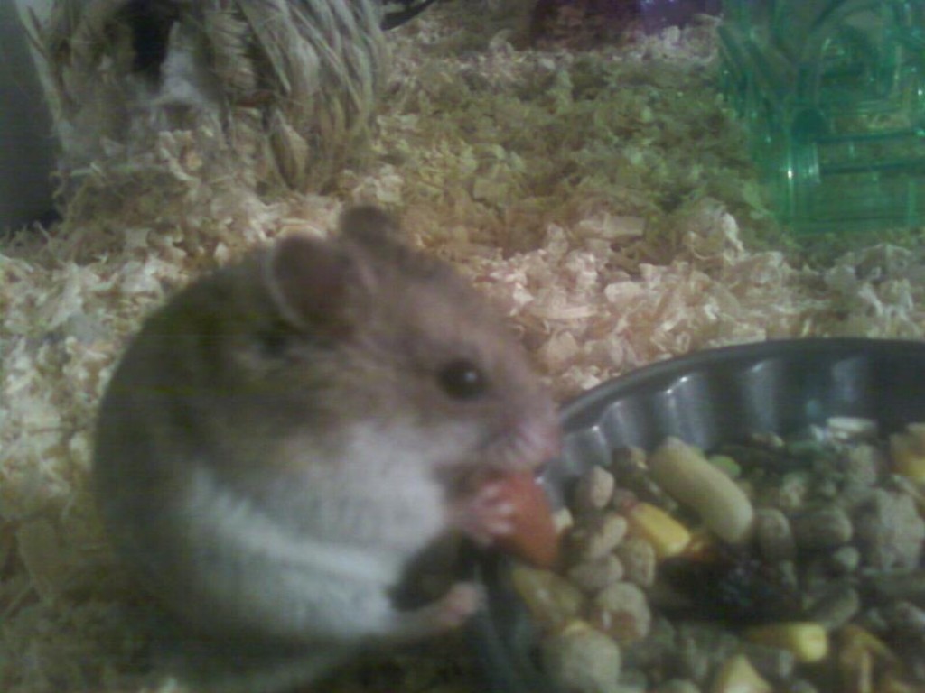 Why Hamsters Make Great First Pets for Children HubPages