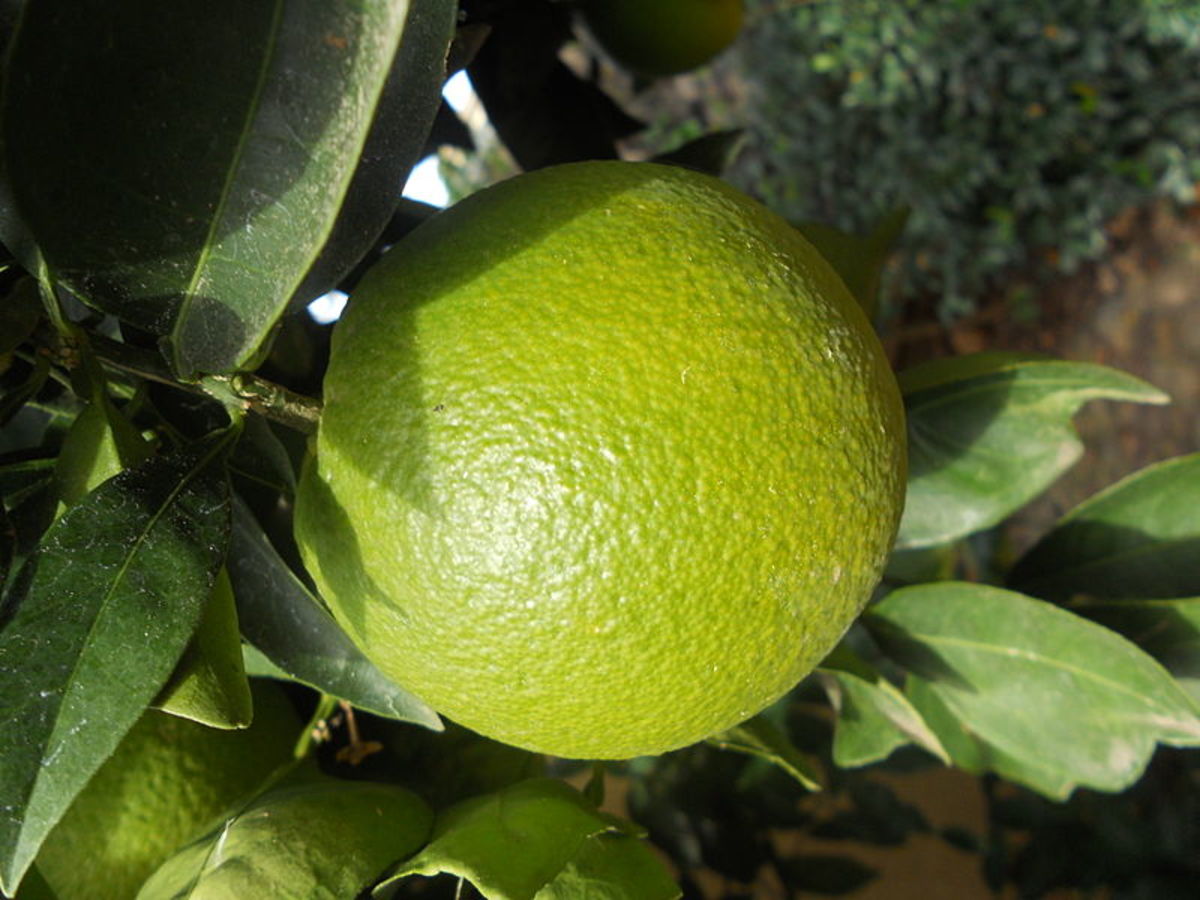 Benefits And Health Facts About Eating Oranges And Drinking Orange