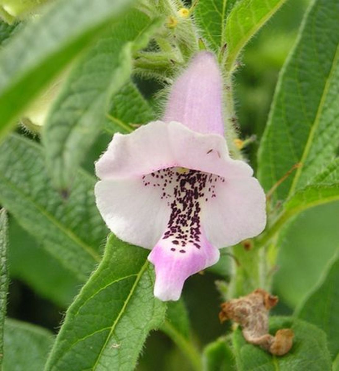 Sesame Seed Plant at Terry blog
