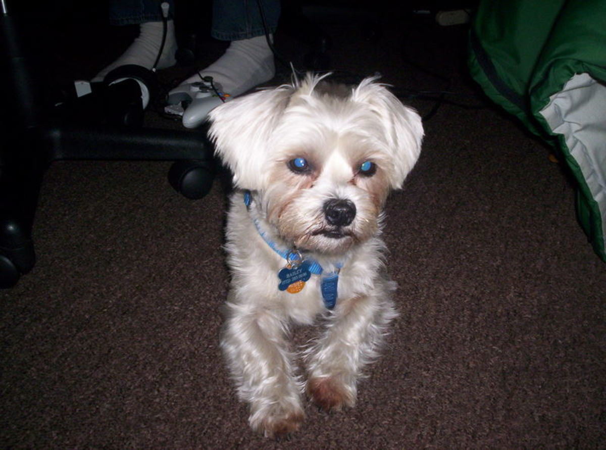 Bladder Stones in Our Shih TzuSchnauzer PetHelpful