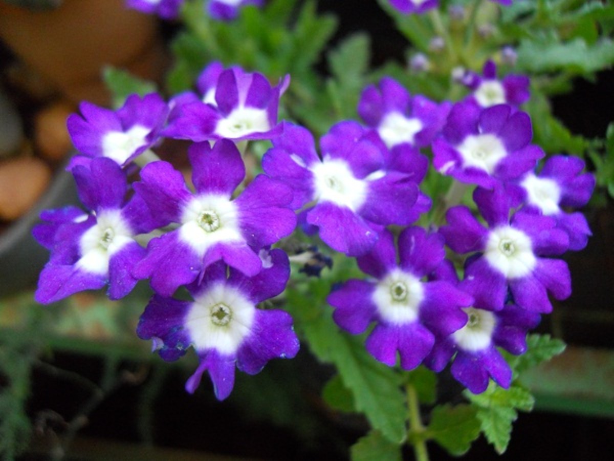 Ornamental houseplants that are easy to grow HubPages