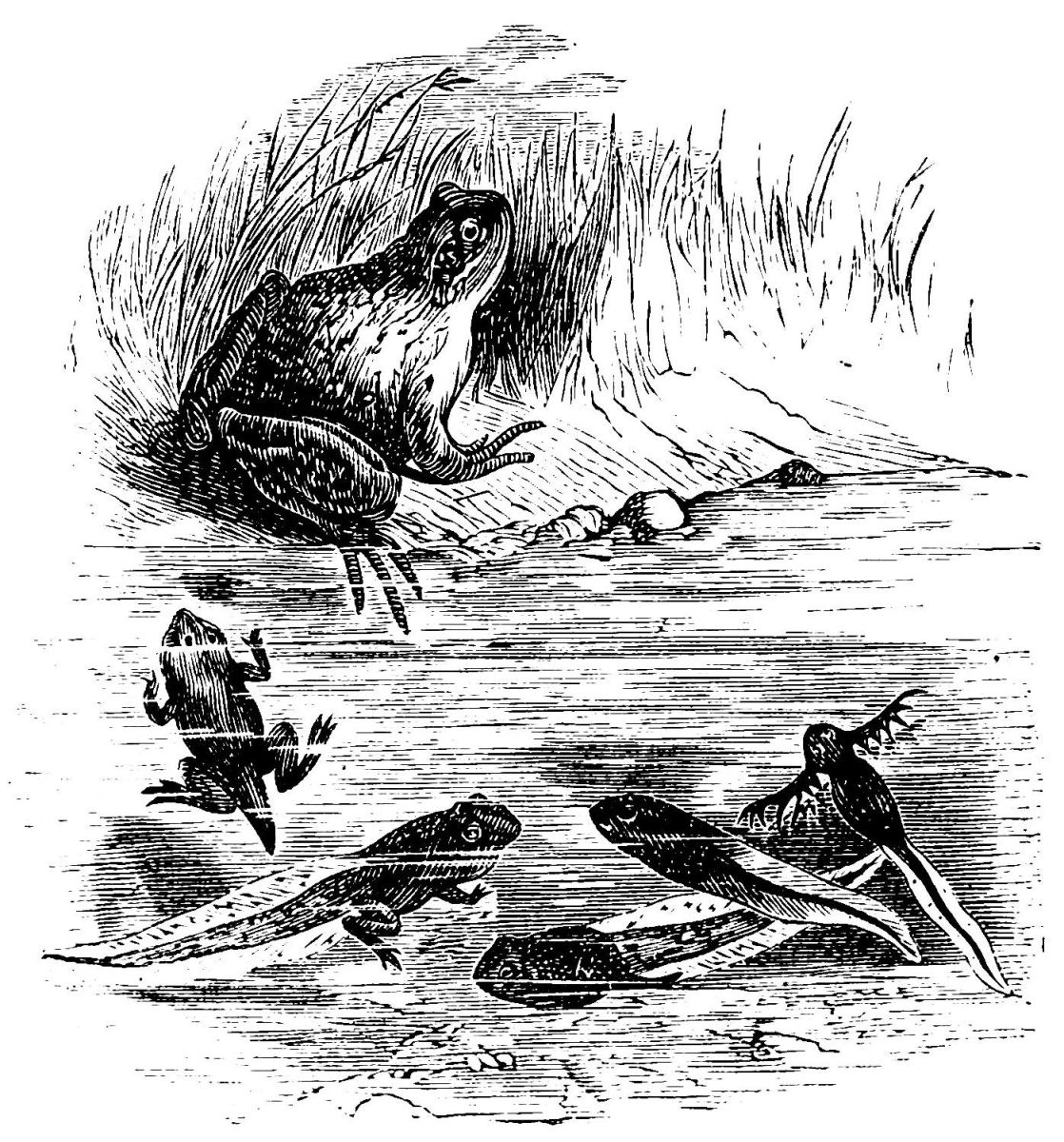 How to Kill or Get Rid of Frogs and Toads Dengarden