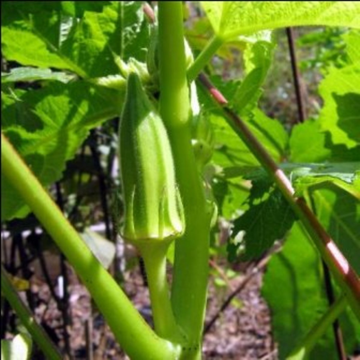 Okra Growing Tips Dengarden