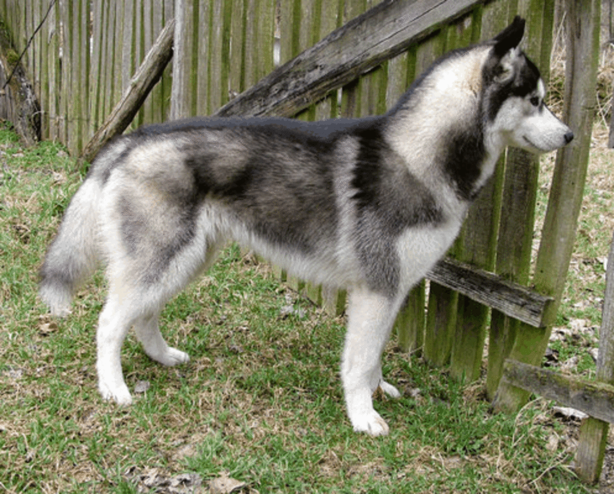 15 Pros and Cons of Owning Siberian Huskies PetHelpful