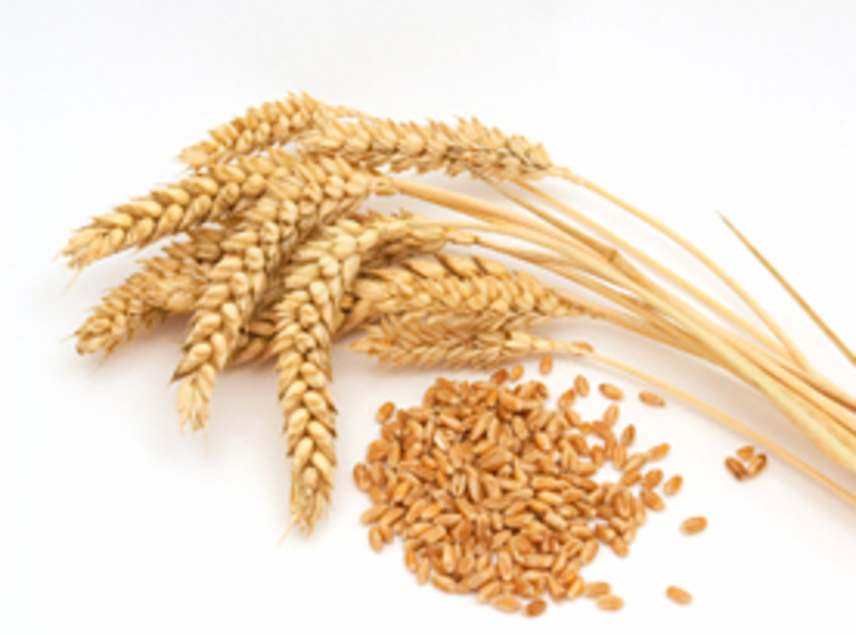 Wheat Germ & Female Hormones HubPages