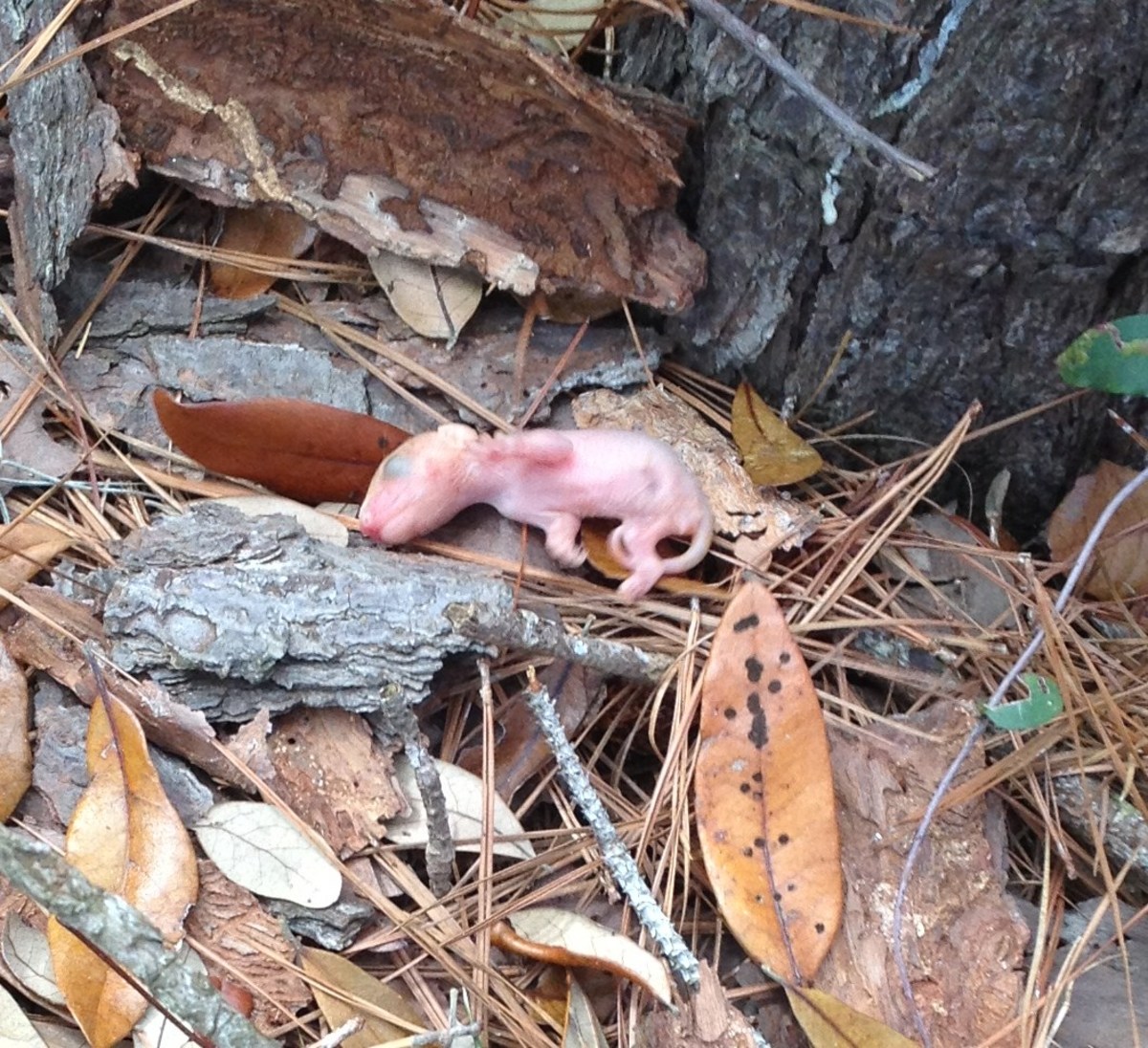 Caring for Baby Possums HubPages