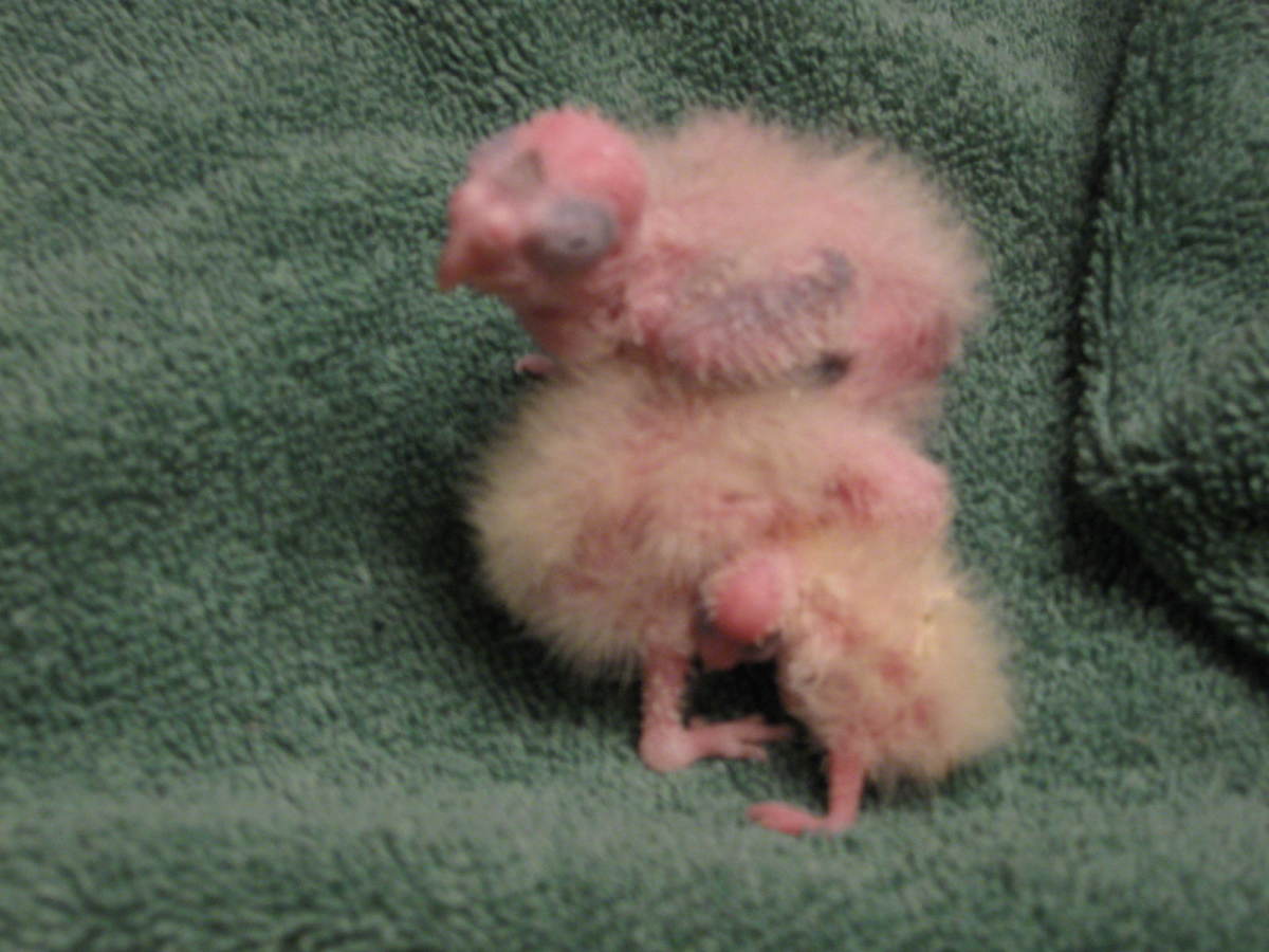 Caring for Cockatiel Babies PetHelpful