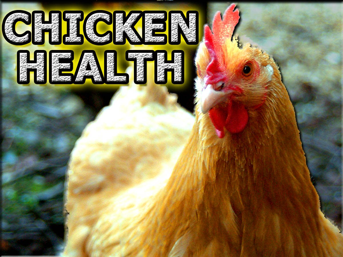 Chicken Diseases and Health Problems PetHelpful