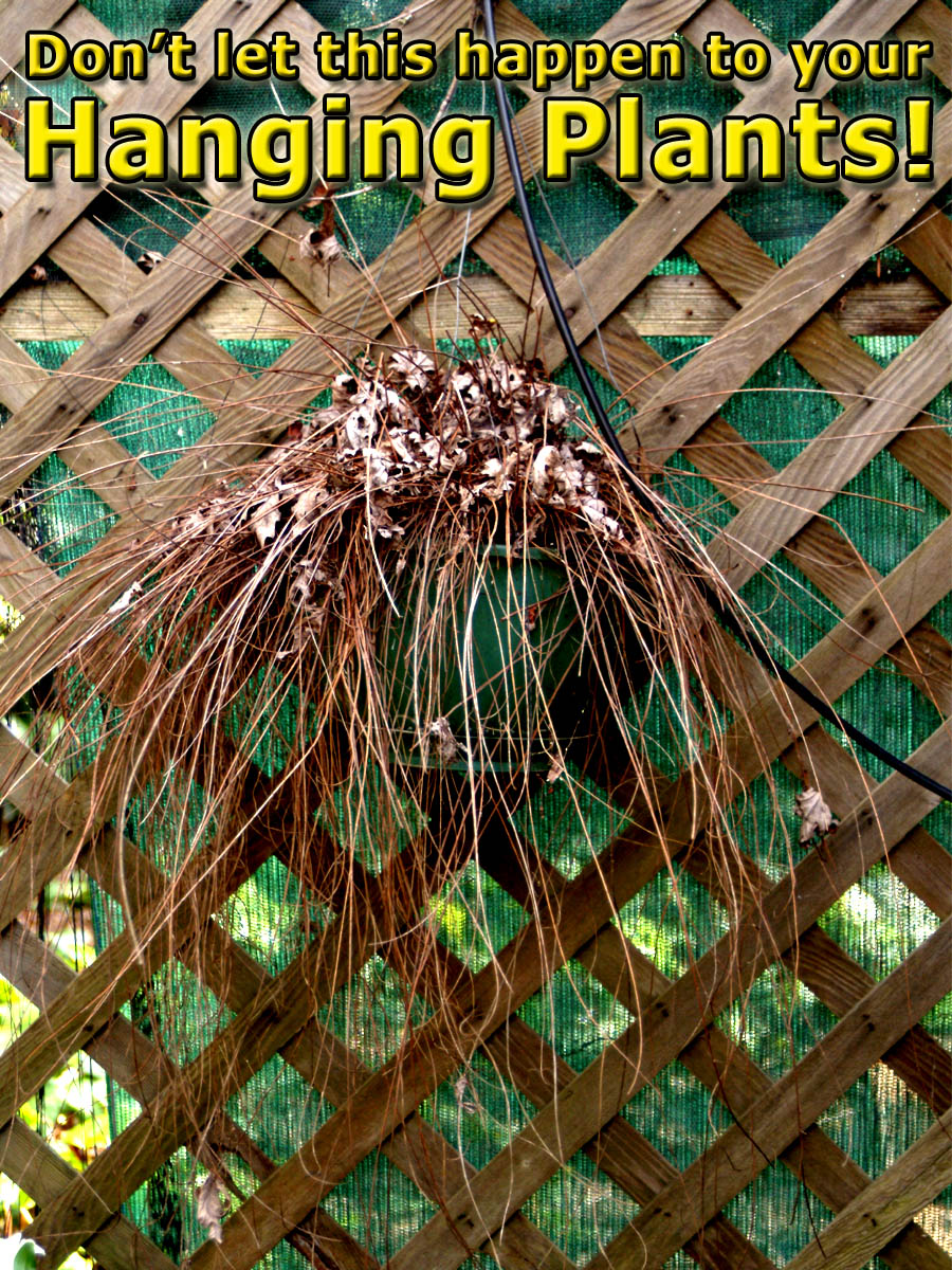 Best Plants for Hanging Baskets HubPages