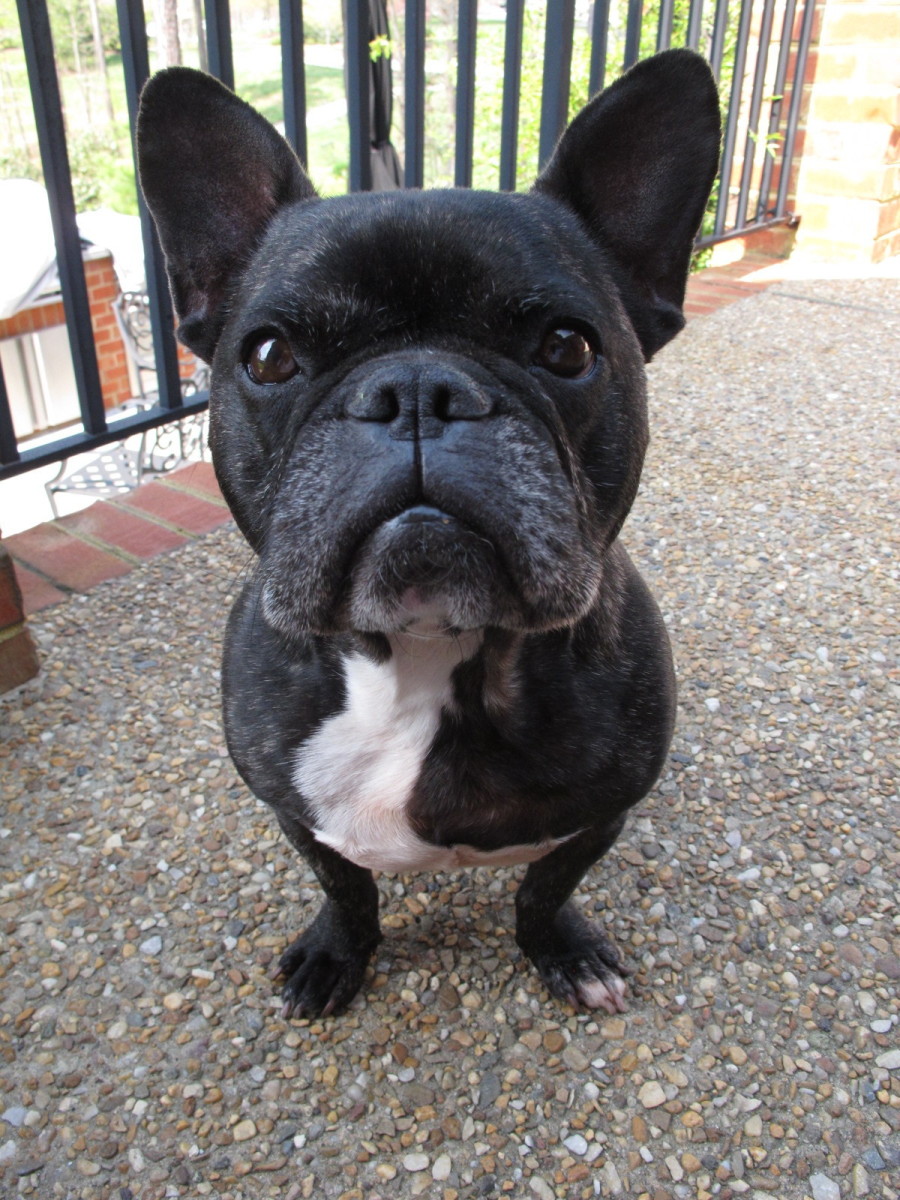 Choosing, Raising, and Caring for a French Bulldog