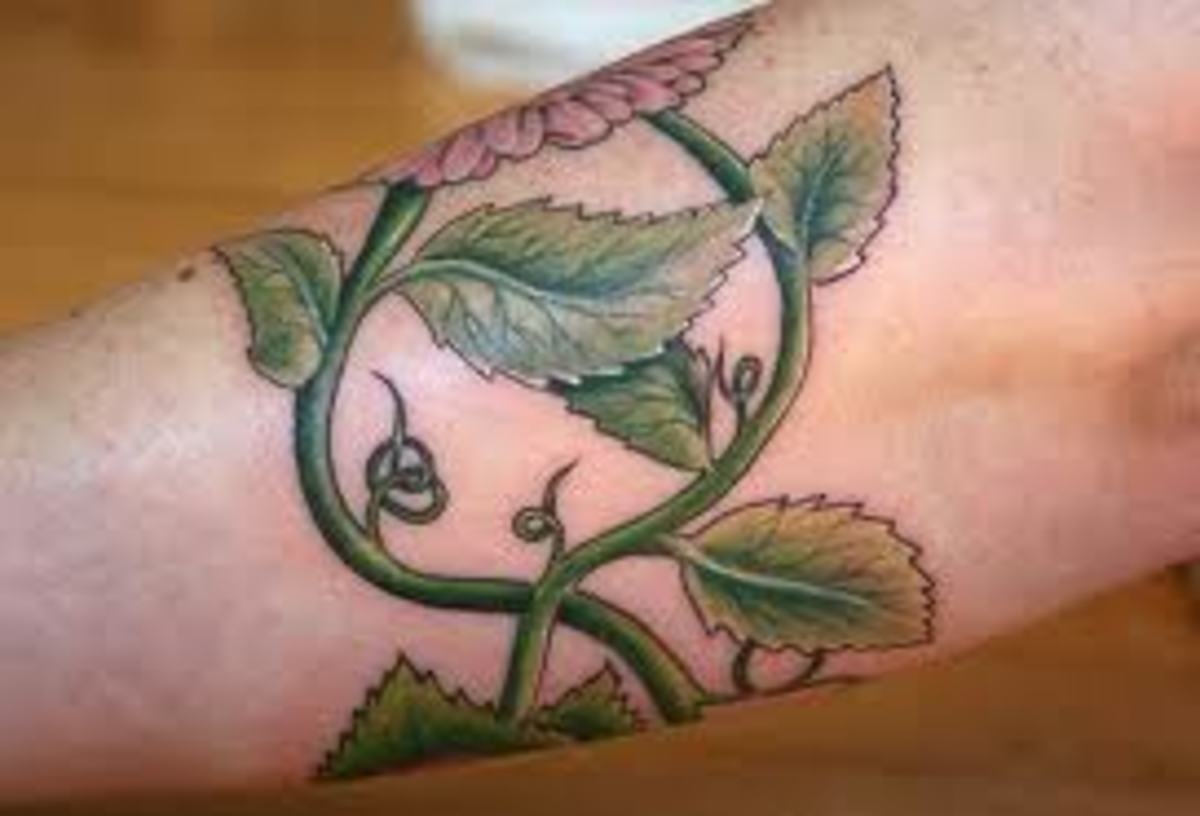 Vine Tattoos And Vine Tattoo MeaningsVine Tattoo Designs