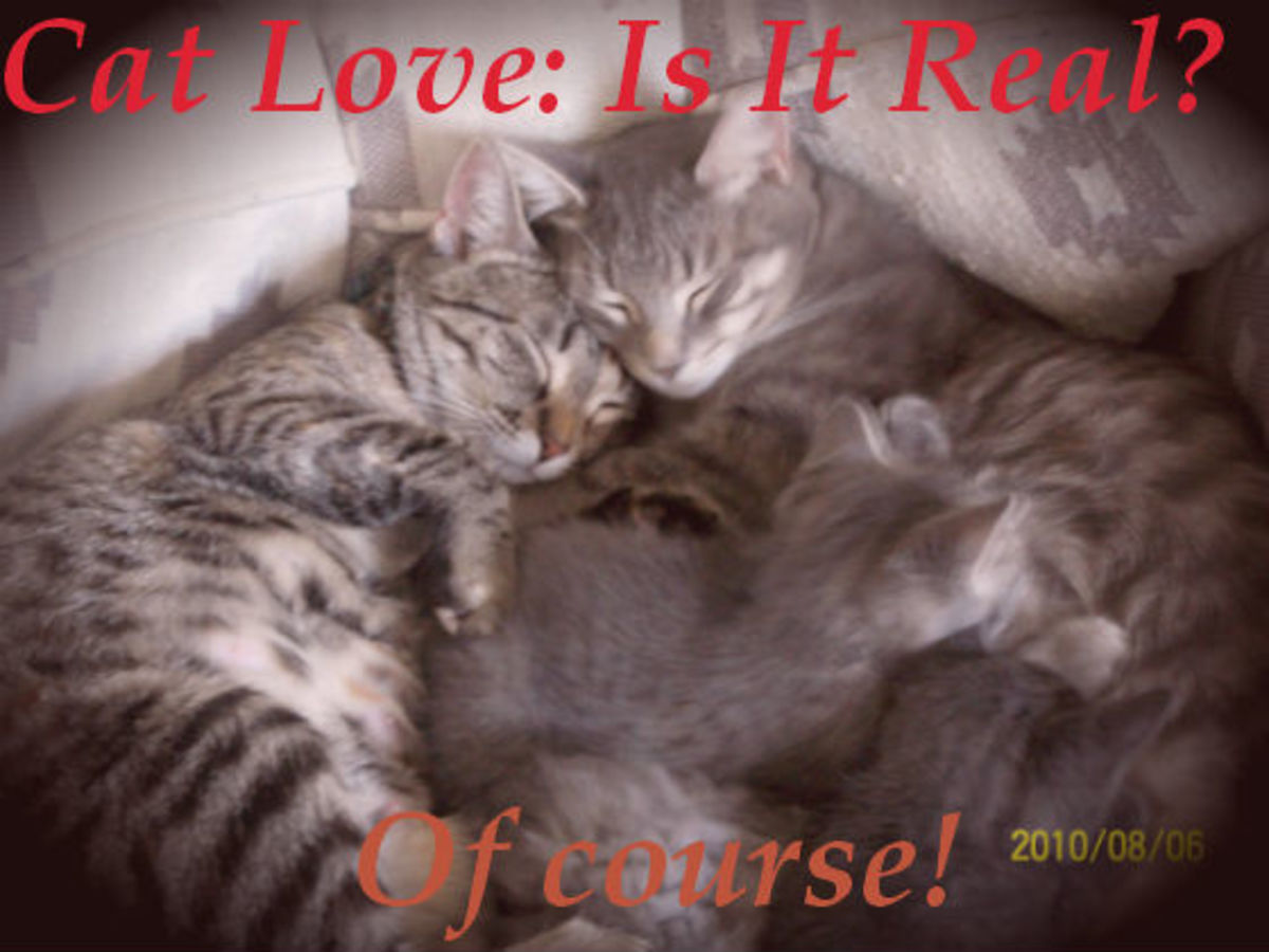 Do Cats Feel Love? PetHelpful