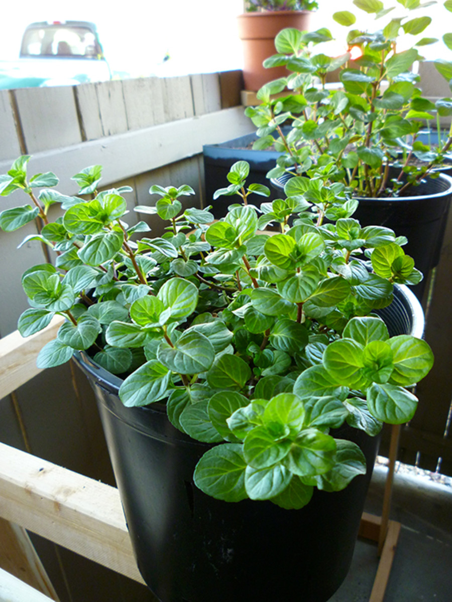 I Bought A Chocolate Mint Plant... What Now? Delishably