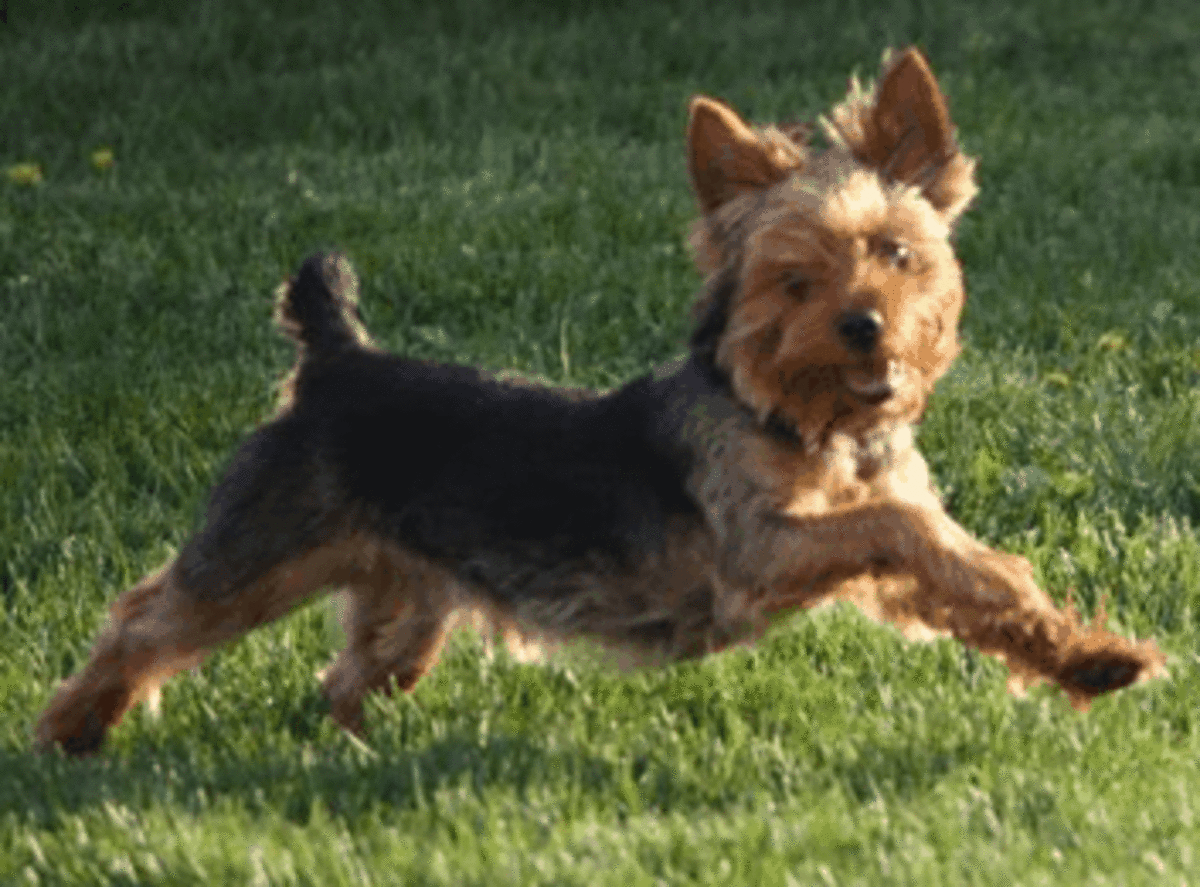How to Train a Yorkshire Terrier to Sit HubPages