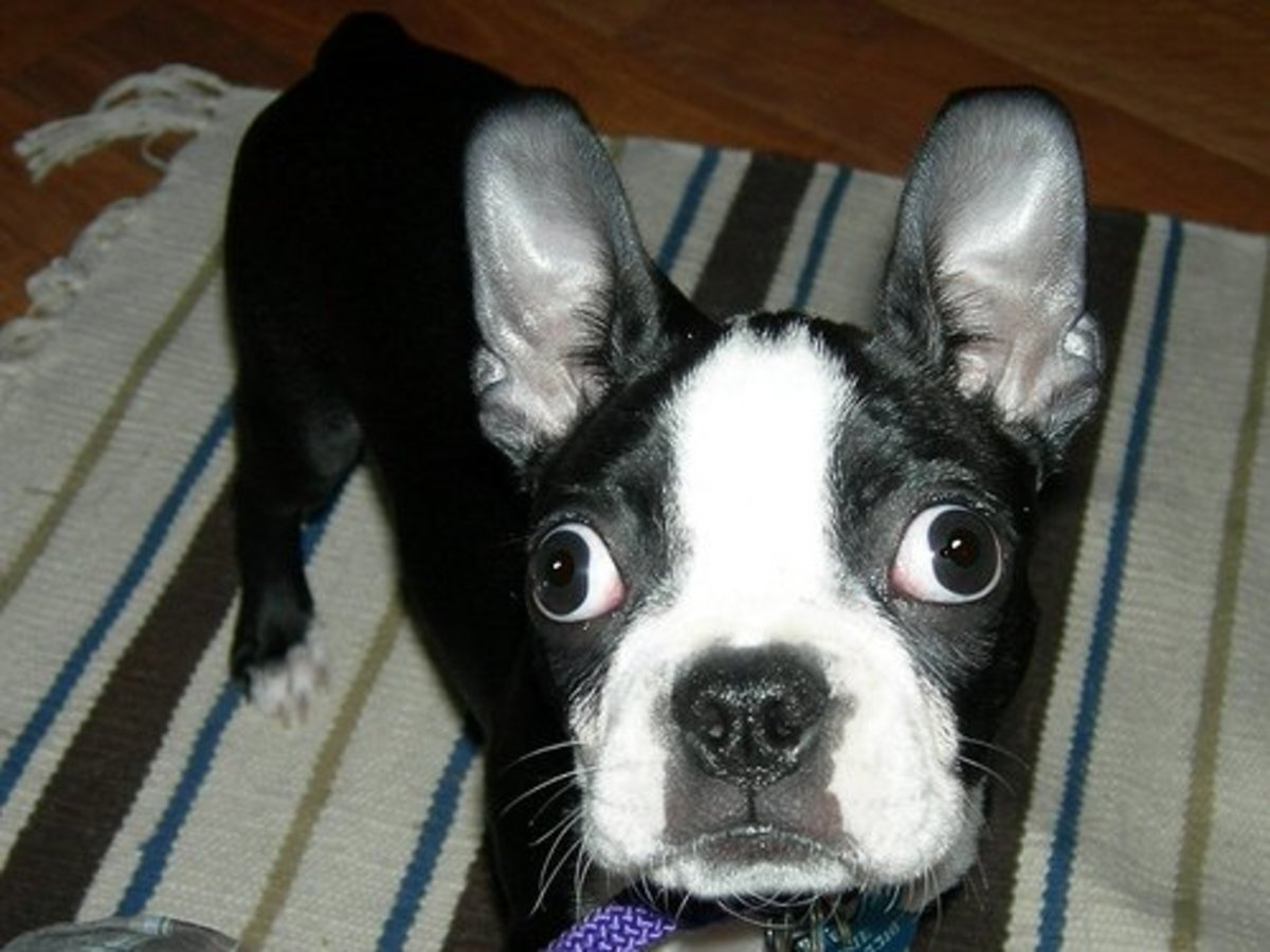 What to Do When Your Dog Won't Eat One Simple Tip PetHelpful