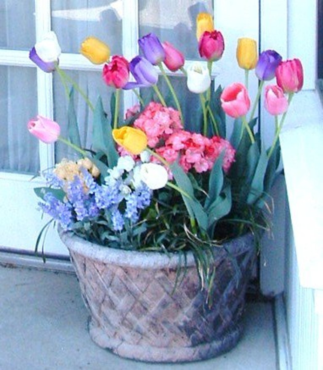 Springtime Fun Lewes Delaware Tulip Festival HubPages