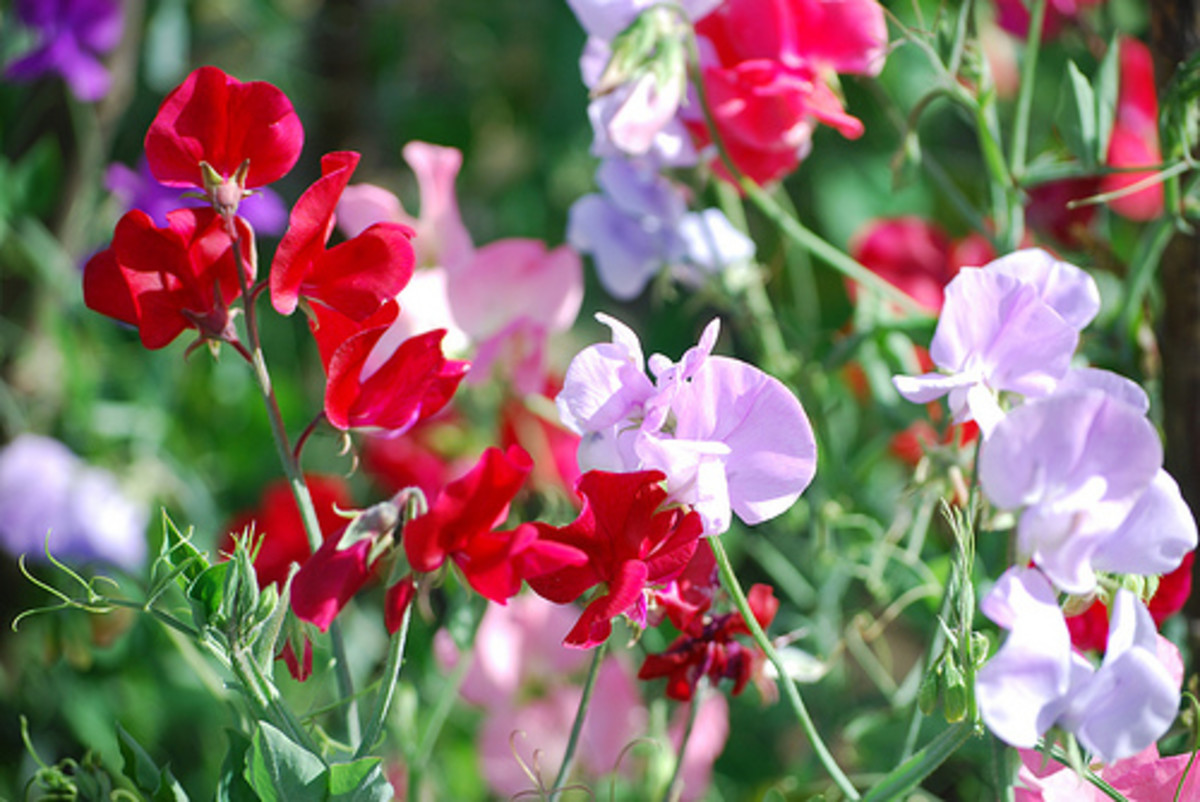 How to Grow Sweet Peas Dengarden
