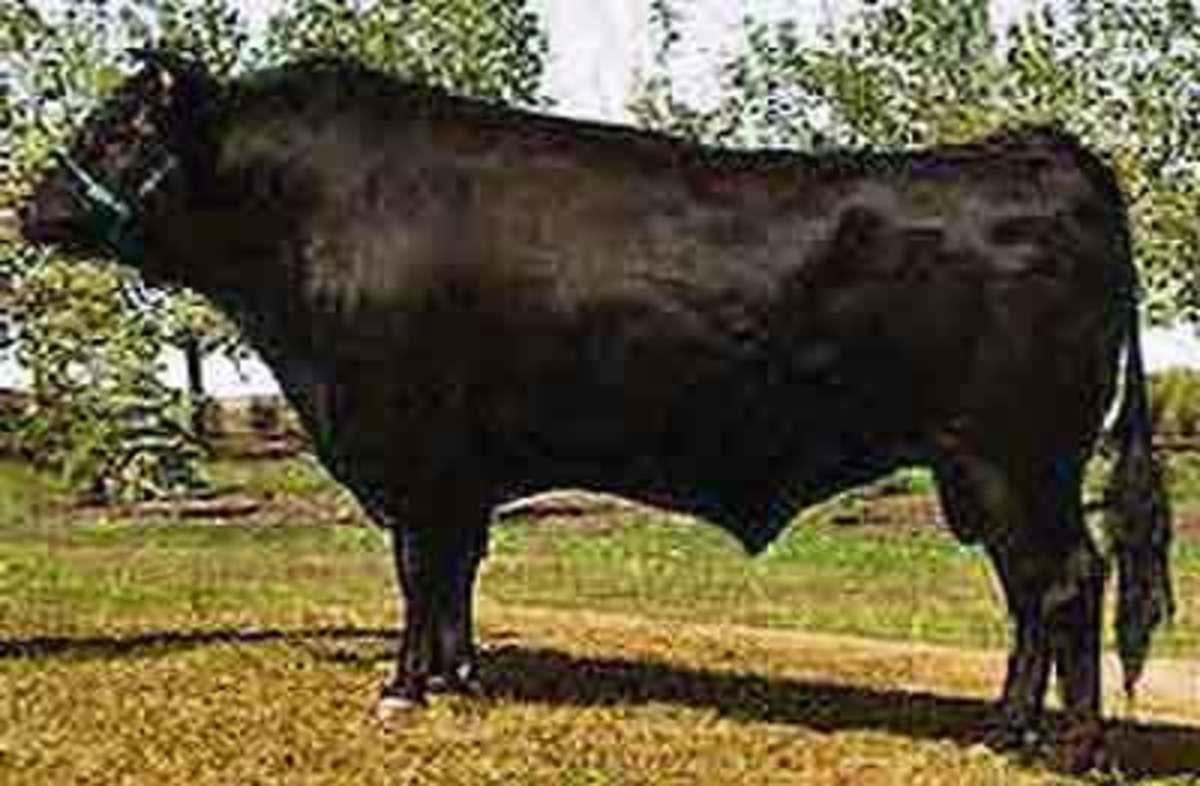 Japan Kobe Beef HubPages