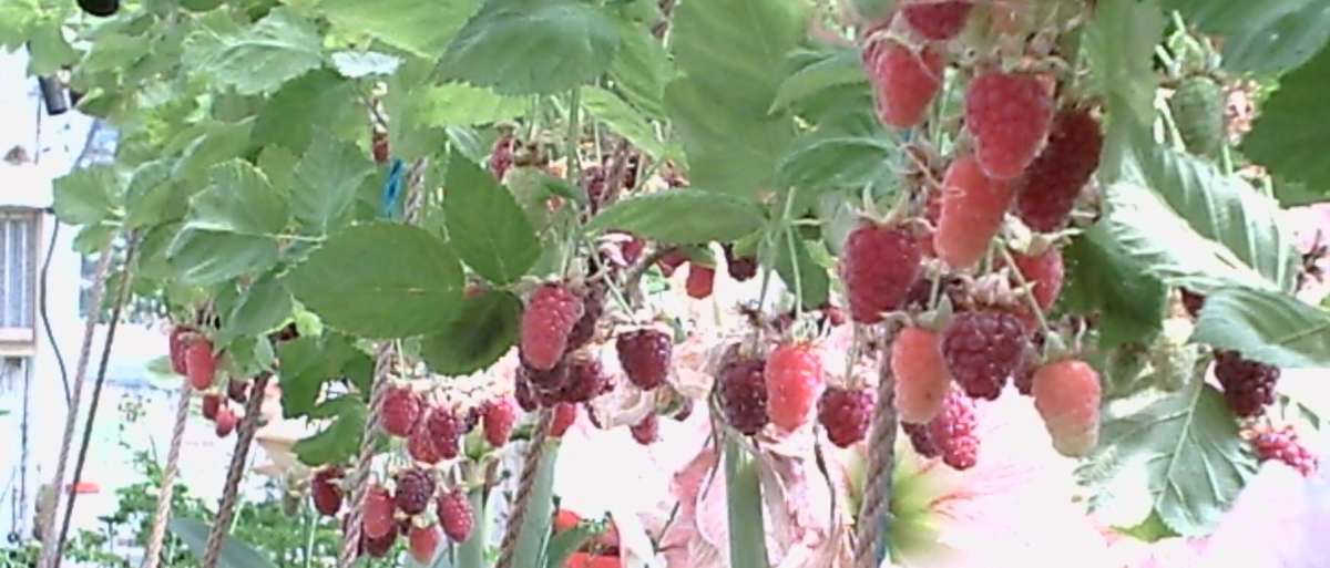How to Grow Loganberry and Enjoy Its Fruit Dengarden