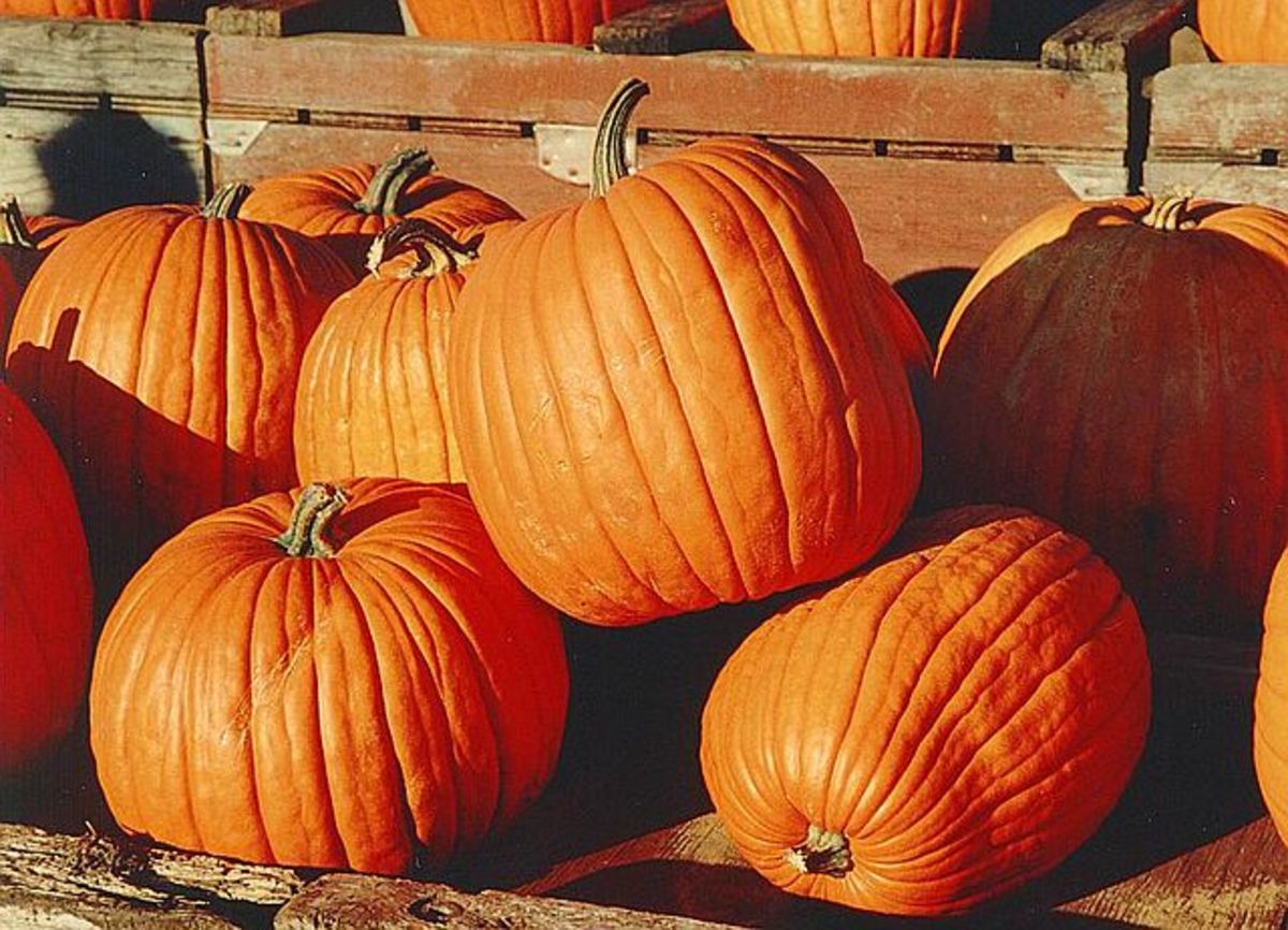 How to Plant Pumpkins Rows vs. Hills Dengarden