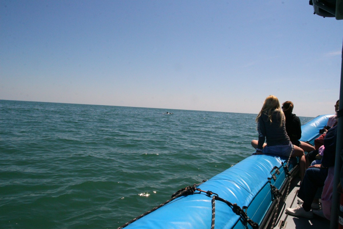 Web awesome dolphin watching tour. Review of Blue Wave Adventures Dolphin Tour in Myrtle Beach HubPages