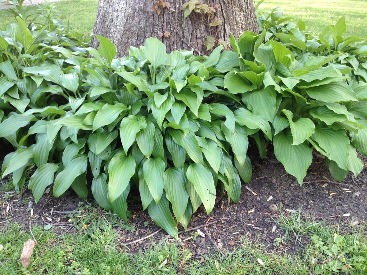 10 Shade Plants for Your Garden by Listenden