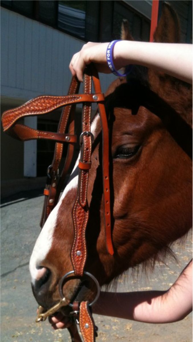 How to Tack Up a Horse Western StyleCorrectly! (Including Photos