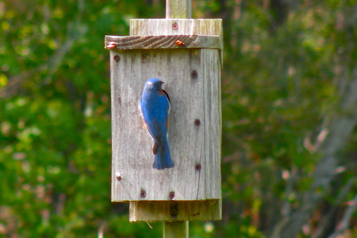 Bluebirds Pictures of BluebirdsBluebird HousesAttracting Bluebirds