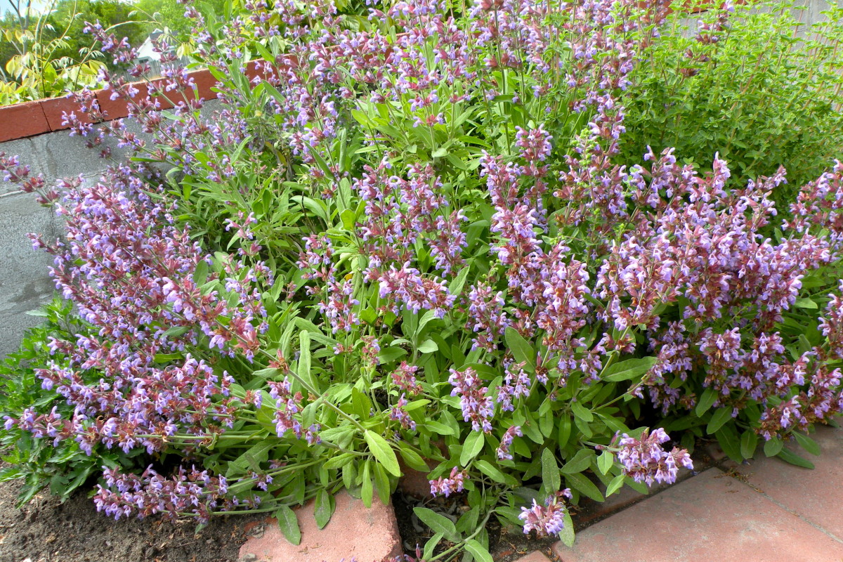 Spring Flower Pictures from a North Carolina Garden HubPages