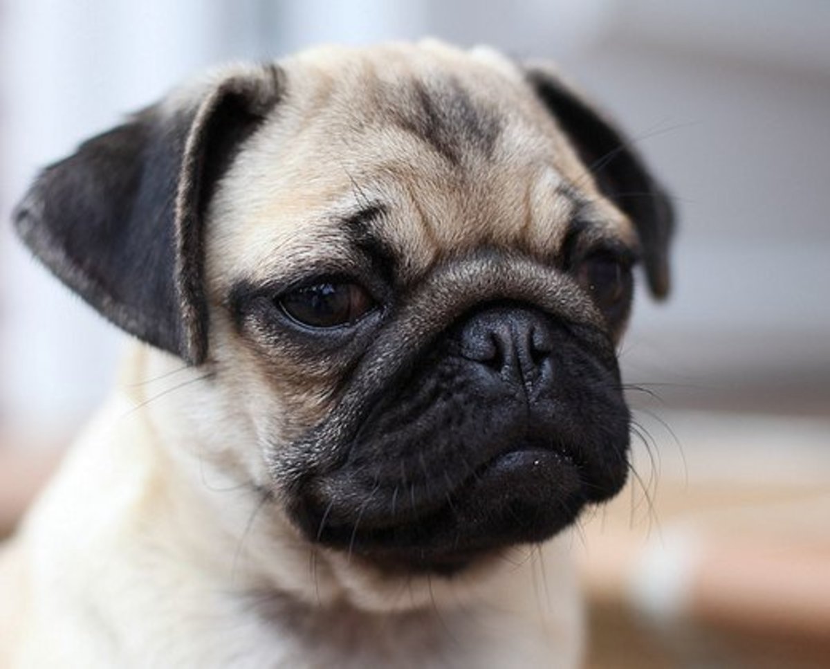 Why Pugs Dogs Are The Perfect Family Pet PetHelpful