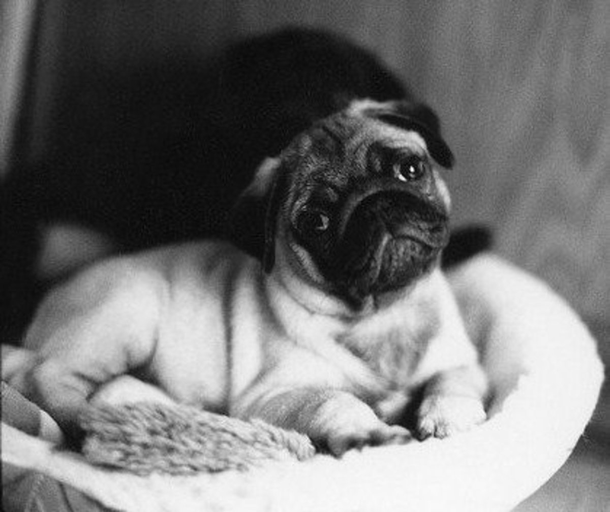 Why Pugs Dogs Are The Perfect Family Pet PetHelpful