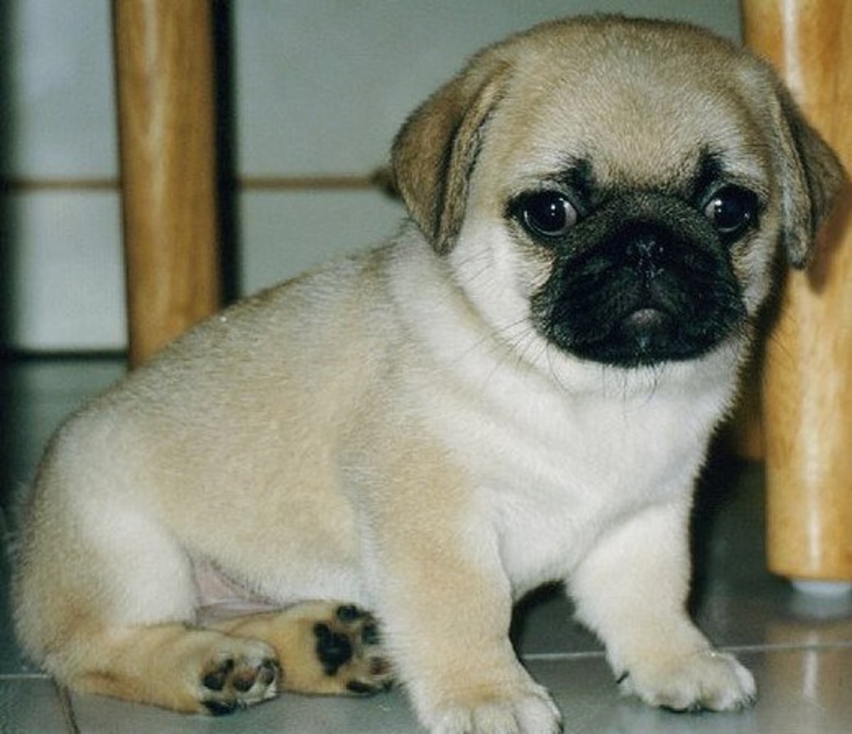 Why Pugs Dogs Are The Perfect Family Pet PetHelpful