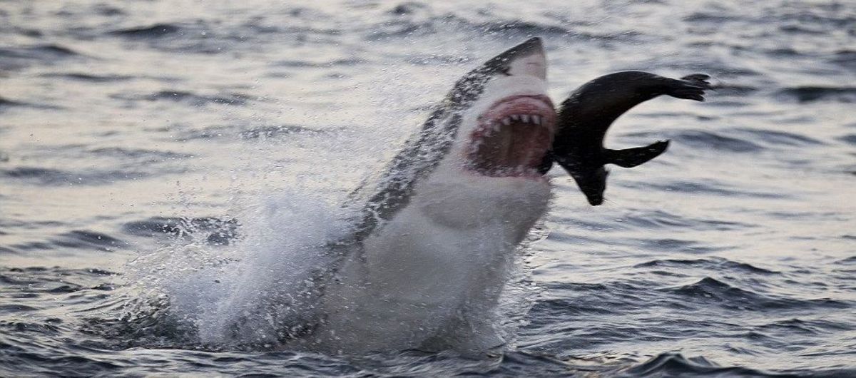 Interesting Facts About Great White Sharks for Kids HubPages