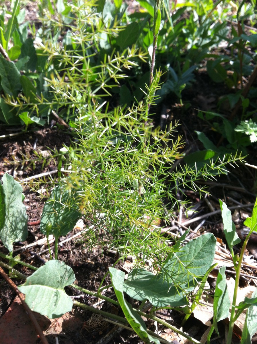 How to Plant and Grow Wild Asparagus Dengarden
