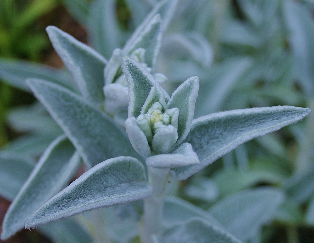 Silver Perennials That Are Easy to Grow HubPages