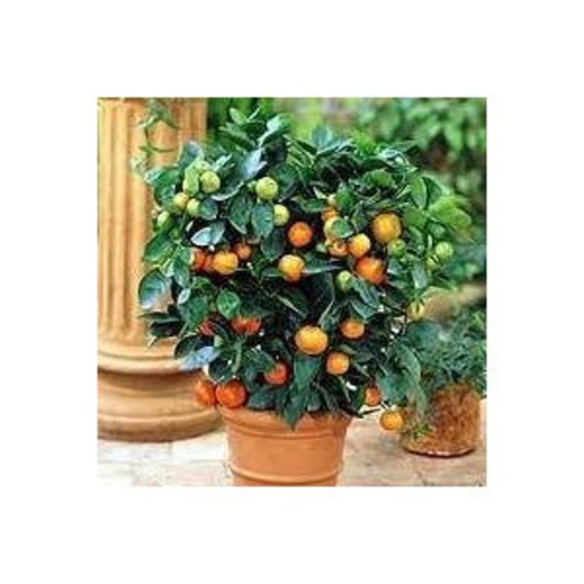 5 Easy To Grow Indoor Fruit Trees hubpages