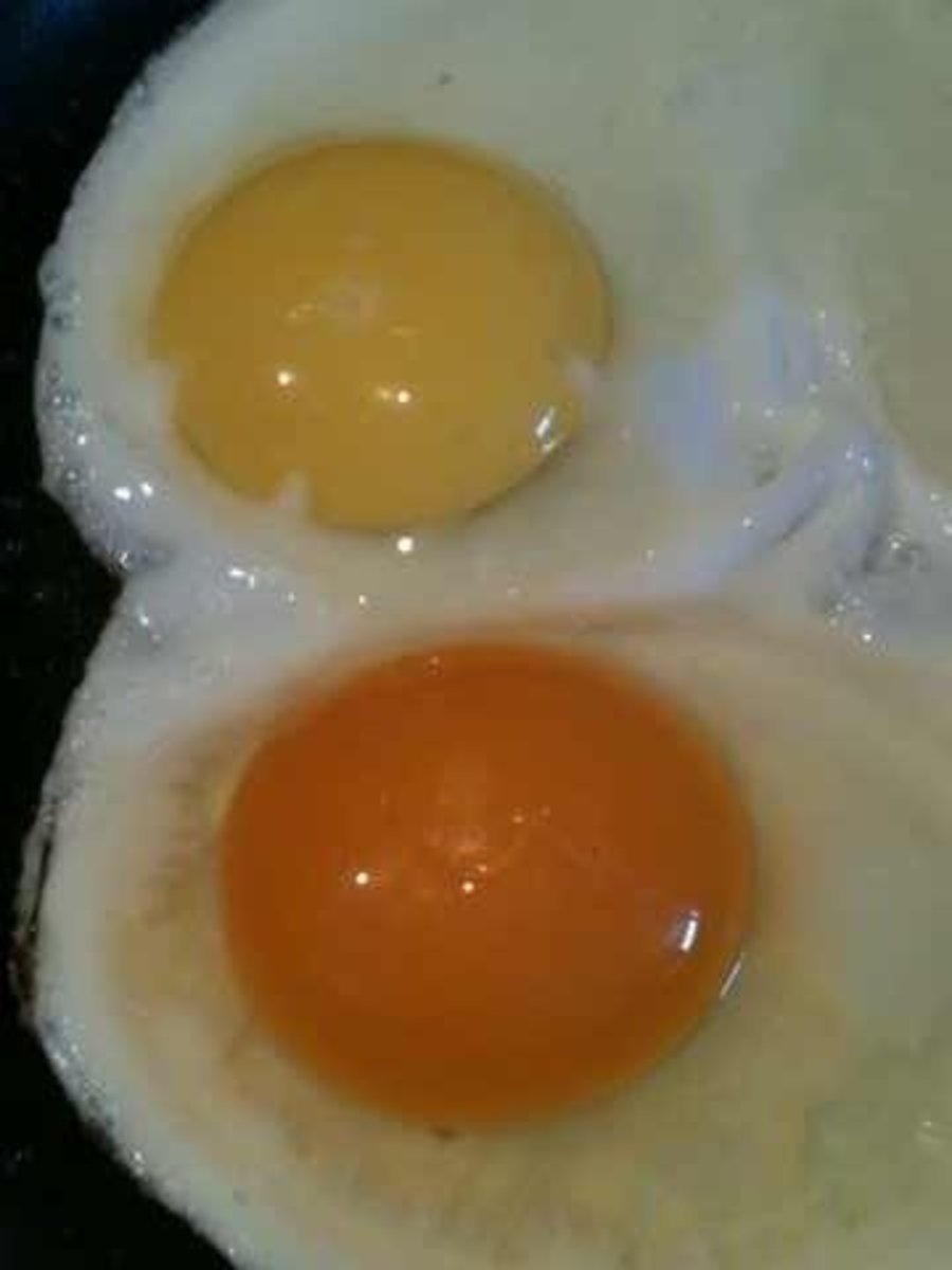 The Difference Between Organic, Pastured, and Free Range Eggs Delishably
