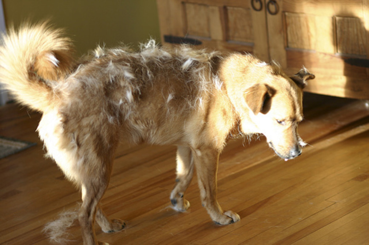 Top 10 Non shedding Dogs HubPages