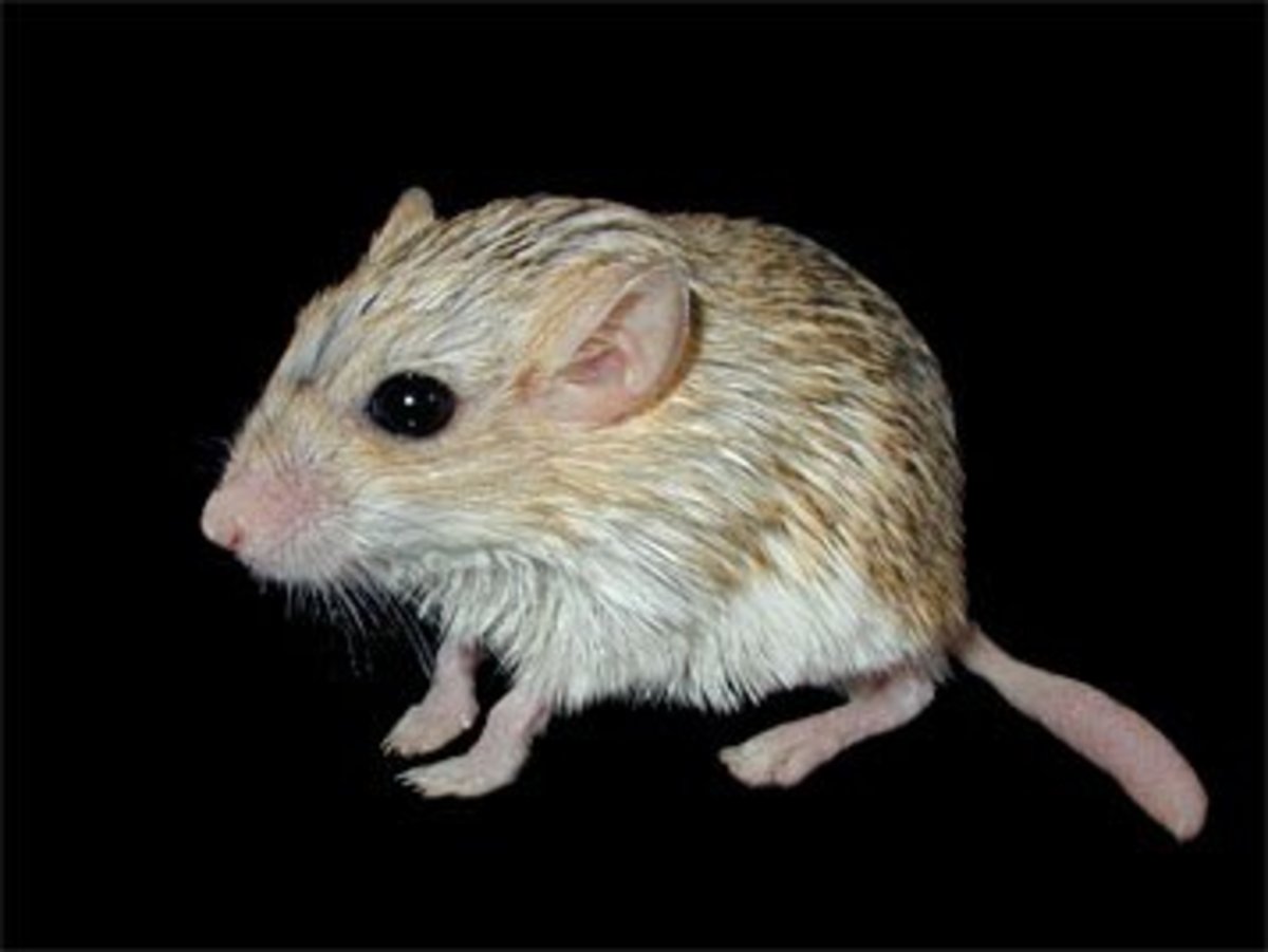 Which Small Animal Is the Best Pet for You? PetHelpful