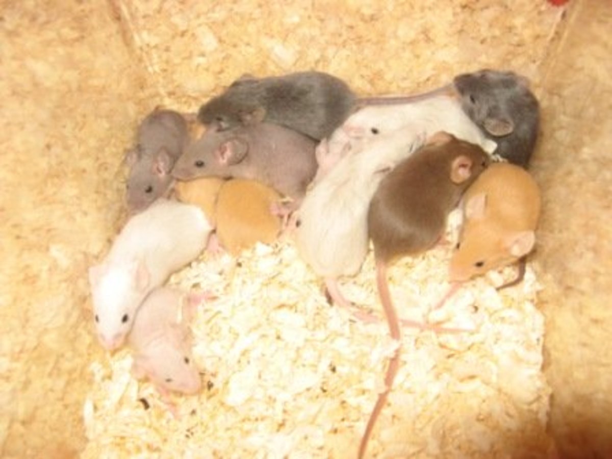 Which Small Animal Is the Best Pet for You? PetHelpful