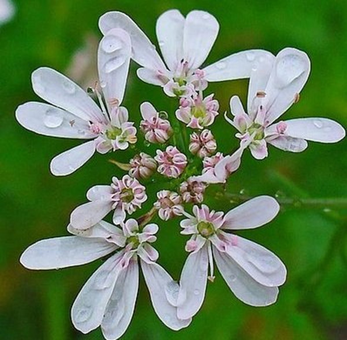 25 Flowers You Can Eat Delishably