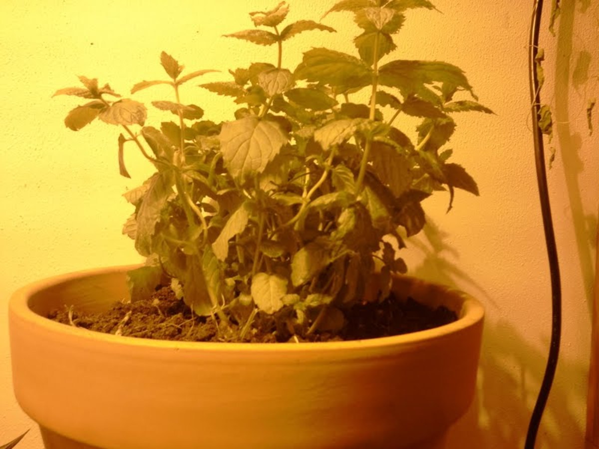 How to Grow Catha Edulis—Khat, Qat, Gat or Miraa Dengarden