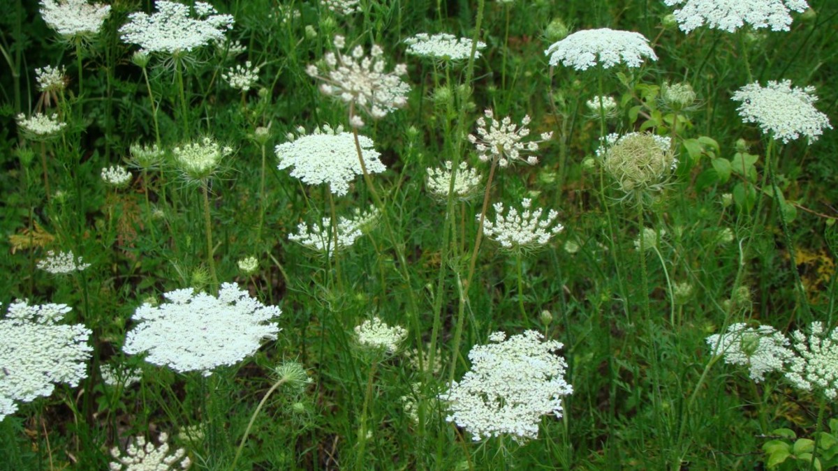 How to Grow and the Benefits of Queen Anne’s Lace HubPages