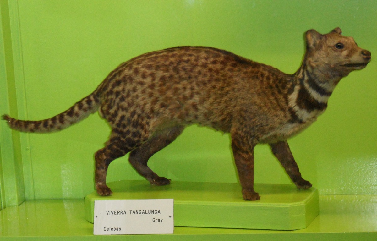 The Civet Cat an Endangered Species that Lives in the Rain Forest