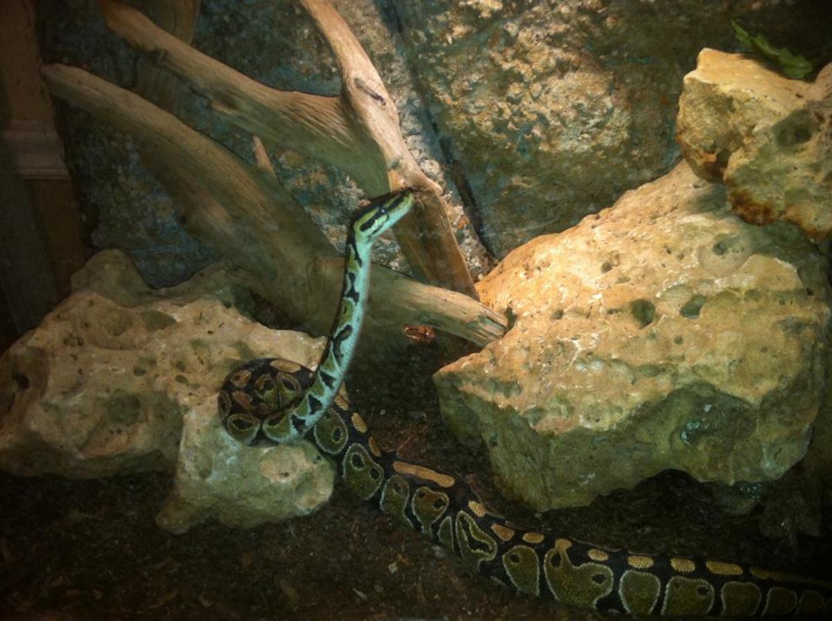 How To Make A Realistic 3D Background For Your Aquarium Or Reptile Tank