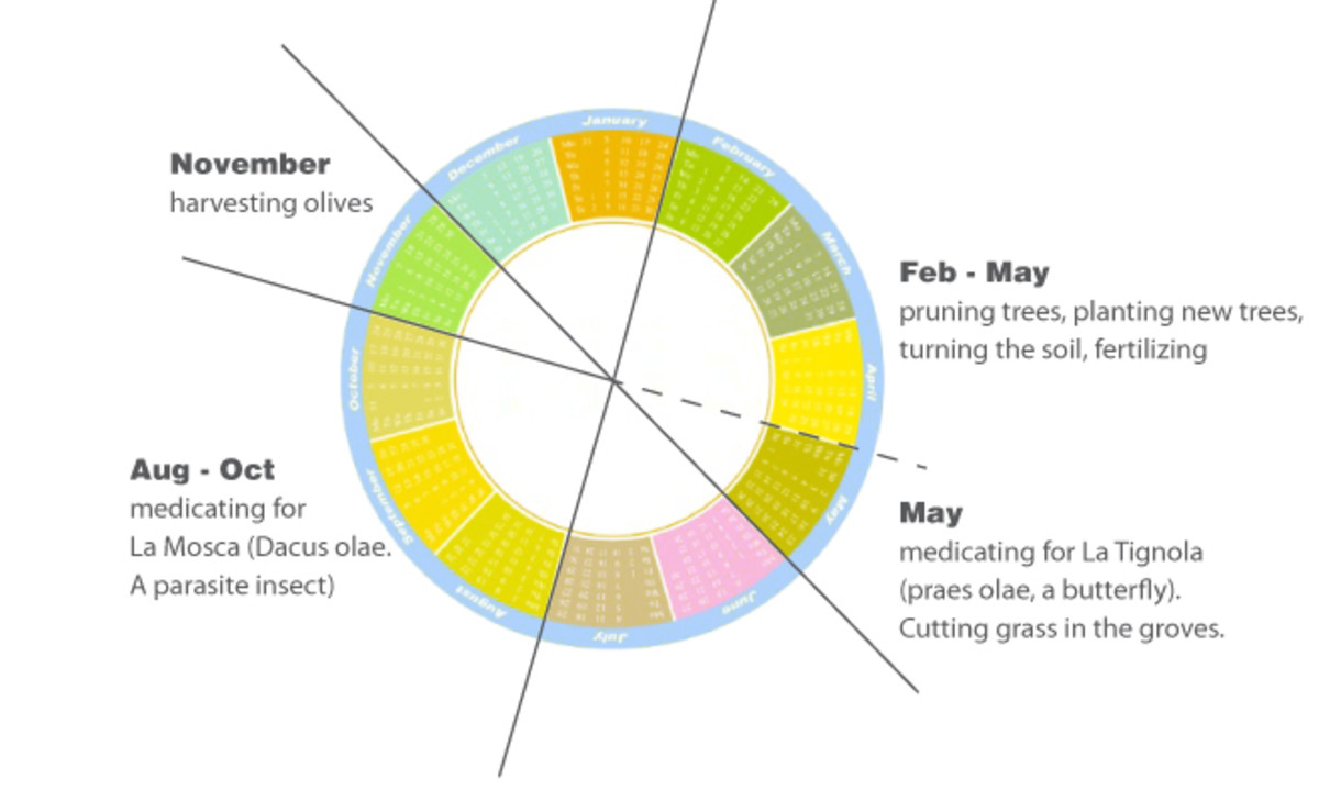 How to Care for Olive Trees Through the Seasons Dengarden