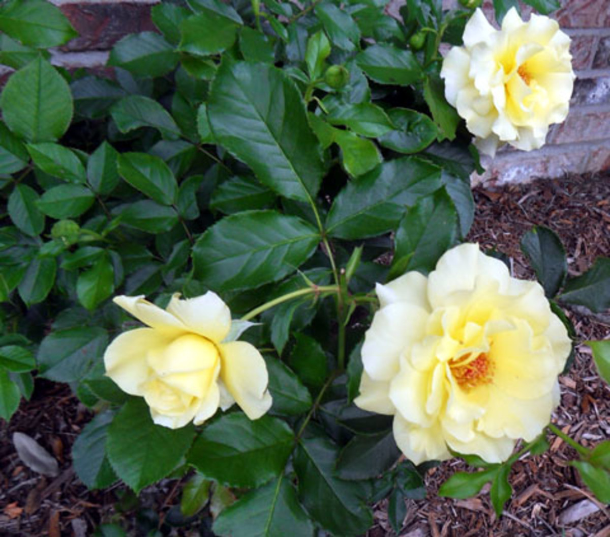 How to Grow a Rose Garden and Other Beautiful Flowers HubPages